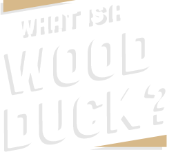 What is a wood duck?